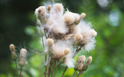 Beautiful Owerblown Thistle Flower Close Up