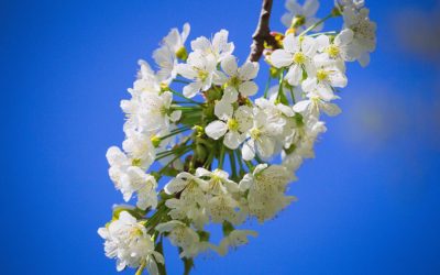 Branch Blossom Against Blue Sky