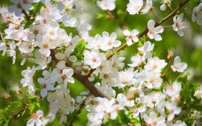 Branch Blossom Plant Wood White Flower