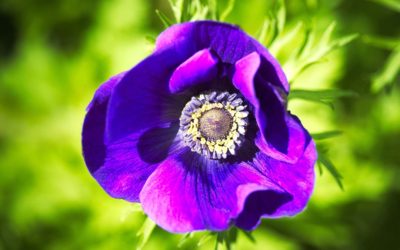 Mystery Purple Flower On Green Background