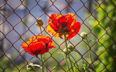 Red Poppies Behind Metal Fence