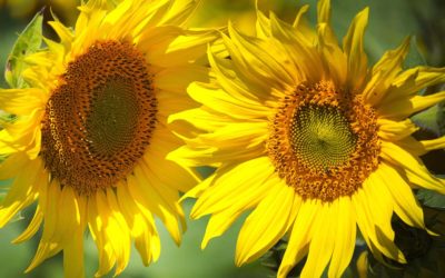 Two Beautiful Sunflowers Close Up