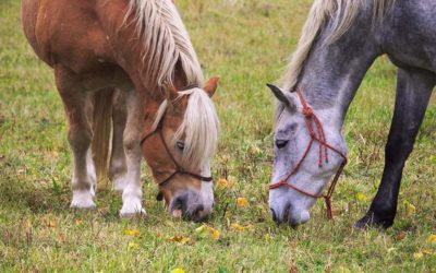 Two Horses Enjoying Their Feed