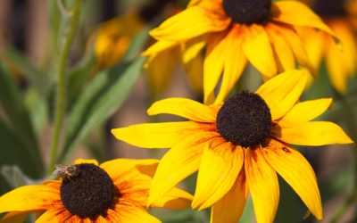 Yellow Flowers And Bee