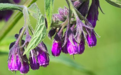 Purple Comfrey Flowers On Green Background Close Up